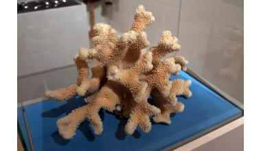 Historia Naturalis Museologica – "Otthonülő" korallpolip